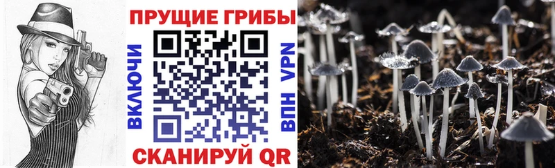 Псилоцибиновые грибы GOLDEN TEACHER  Пенза 